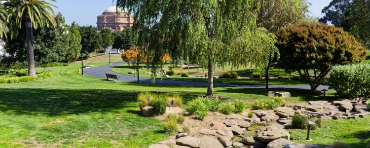 bucolic scene in the park area of the Presidio in San Francisco